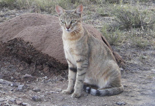 Hauskatzen stammen von der Falbkatze oder Afrikanischen Wildkatze (Felis silvestris lybica) ab