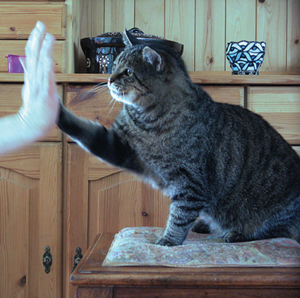 "High Five" ist eine der leichtesten Clickerübungen für Katzen