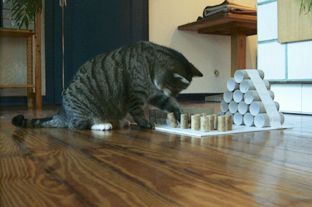 Über Katzenfummelbretter bzw. Intelligenzspielzeuge freut sich jede aktive Katze