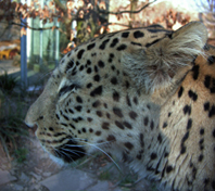 Persischer Leopard, Zoo Köln