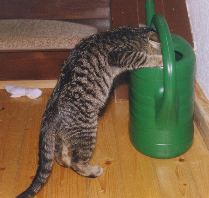 Manche Katzen suchen sich ungewöhnliche Wasserquellen